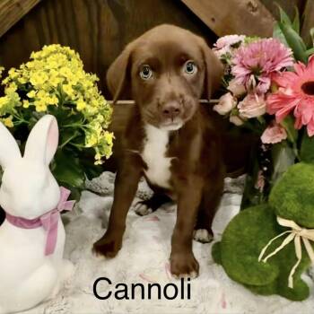 Chocolate Labrador Retriever Dogs Available for Adoption in Myrtle Beach, South Carolina - Cannoli | PetCurious