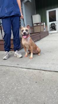 94909A Theodora -  American Staffordshire Terrier and Mixed Breed Dog for Adoption in North Charleston, South Carolina - 94909A Theodora | PetCurious
