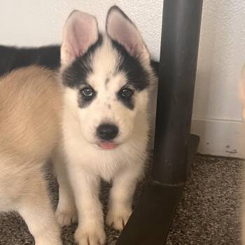 Bishop -  Husky and Mixed Breed Dog for Adoption in Hawthorne, California - Bishop | PetCurious