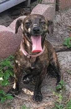 Lily -  Chihuahua Dog for Adoption in Chiefland, Florida - Lily | PetCurious