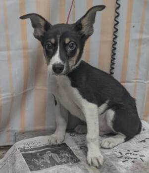 Ricky -  Cattle Dog and Terrier Dog for Adoption in Willingboro, New Jersey - Ricky | PetCurious
