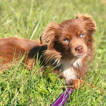 Rescue Australian Shepherd and Chihuahua Dogs for Adoption in Pleasure Rdge, Kentucky - Kodi | PetCurious