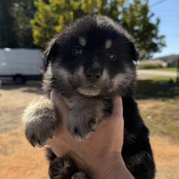 Grand Torino -  German Shepherd Dog and Australian Shepherd Dog for Adoption in Columbia, South Carolina - Grand Torino | PetCurious
