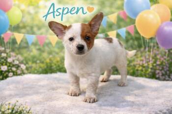 Corgi and Australian Cattle Dog Blue Heeler Dogs Available for Adoption - Aspen | PetCurious