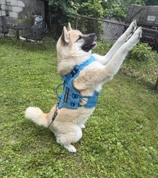 Asha -  Akita Dog for Adoption in New Bedford, Massachusetts - Asha | PetCurious