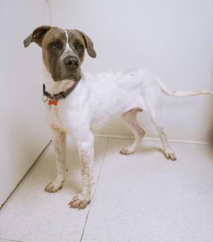 Tom -  Hound Dog for Adoption in Cincinnati, Ohio - Tom | PetCurious