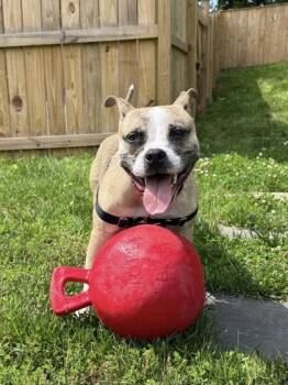 Bookmark -  Mixed Breed Dog for Adoption in Fairfax, Virginia - Bookmark | PetCurious