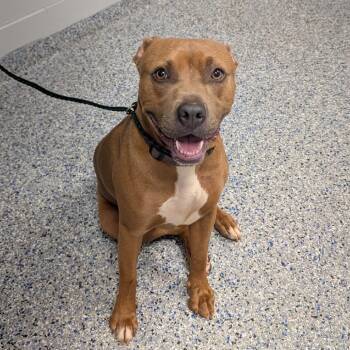 Miss Thang -  Mixed Breed Dog for Adoption in Greenville, South Carolina - Miss Thang | PetCurious