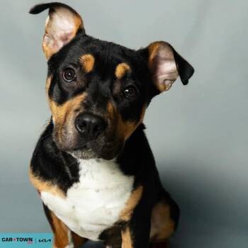 American Bully Dogs Available for Adoption - Pablo | PetCurious