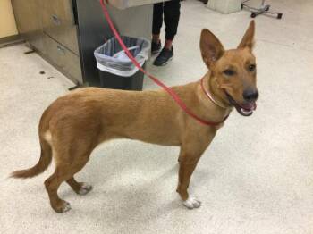 Rescue Belgian Shepherd Malinois and Mixed Breed Dogs for Adoption in Riverside, California - DINGA | PetCurious