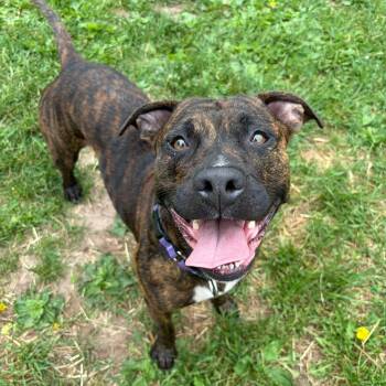 Baby -  Terrier Dog for Adoption in Syracuse, New York - Baby | PetCurious