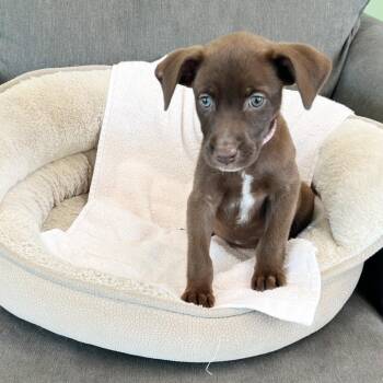Rita -  Labrador Retriever and Mixed Breed Dog for Adoption in Lewisville, Texas - Rita | PetCurious