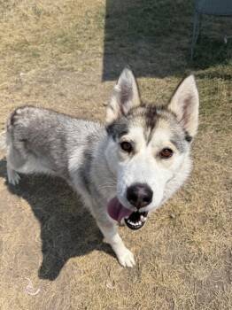 Shasta -  Mixed Breed and Siberian Husky Dog for Adoption in Black Eagle, Montana - Shasta | PetCurious