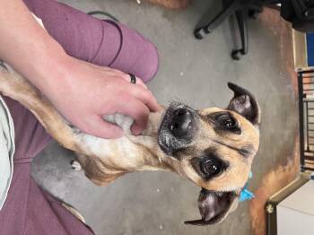 Joe -  Chiweenie Dog for Adoption in Council Bluffs, Iowa - Joe | PetCurious