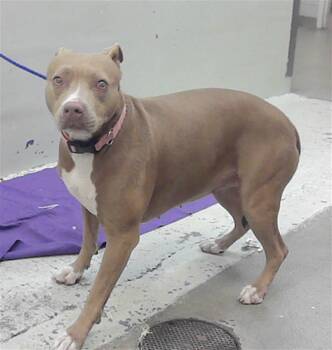 Staffordshire Bull Terrier and Mixed Breed Dogs Available for Adoption - RAYAH | PetCurious