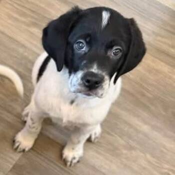Sequoia -  Mixed Breed Dog for Adoption in Fredericksburg, Virginia - Sequoia | PetCurious