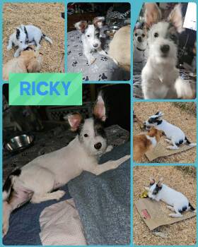 Ricky -  Terrier Dog for Adoption in Eugene, Oregon - Ricky | PetCurious