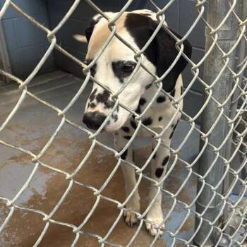 Mixed Breed Dogs Available for Adoption in Gadsden, Alabama - Tractor | PetCurious