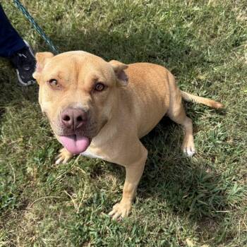 Rescue Pit Bull Terrier Dogs for Adoption in Columbia, South Carolina - August | PetCurious