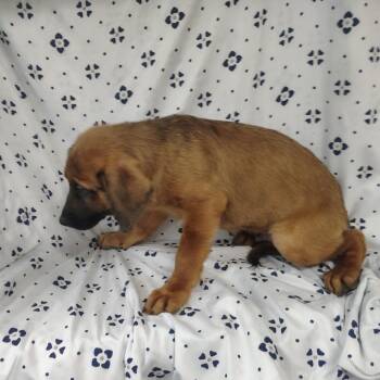 Jasper -  German Shepherd Dog and Labrador Retriever Dog for Adoption in Coos Bay, Oregon - Jasper | PetCurious