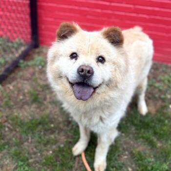 Lady *Coming Soon* -  Chow Chow Dog for Adoption in Dover, New Hampshire - Lady *Coming Soon* | PetCurious
