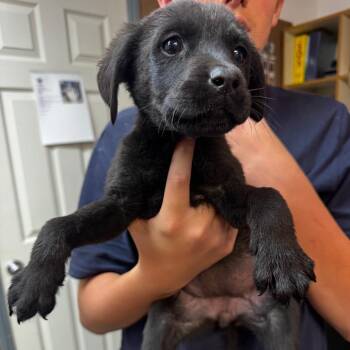 Puppy 1 -  Black Labrador Retriever and Shepherd Dog for Adoption in Carlin, Nevada - Puppy 1 | PetCurious