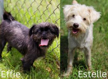 Effie and Estelle -  Shih Tzu and Maltipoo Dog for Adoption in Battle Creek, Michigan - Effie And Estelle | PetCurious