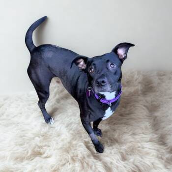 Rescue Mixed Breed Dogs for Adoption in Jackson, Georgia - Roxy | PetCurious