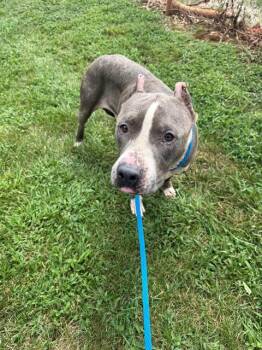 FERDINAND -  Pit Bull Terrier Dog for Adoption in Charlotte, North Carolina - FERDINAND | PetCurious