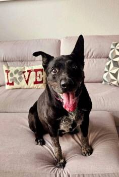 Rescue Australian Cattle Dog Blue Heeler Dogs for Adoption in Houston, Texas - Daizy | PetCurious