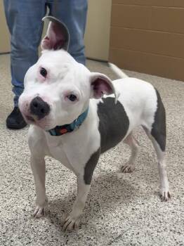 Rescue Pit Bull Terrier Dogs for Adoption in Youngstown, Ohio - Dina | PetCurious