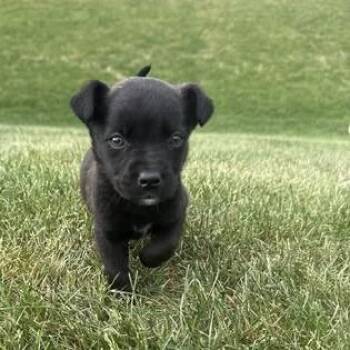 Moira -  Terrier Dog for Adoption in Minneapolis, Minnesota - Moira | PetCurious