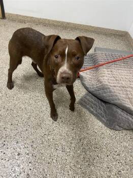 Gunner -  Pit Bull Terrier Dog for Adoption in Vancouver, Washington - Gunner | PetCurious