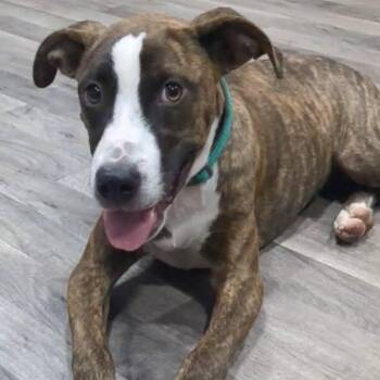 MAPLE -  Mixed Breed Dog for Adoption in Chicopee, Massachusetts - MAPLE | PetCurious