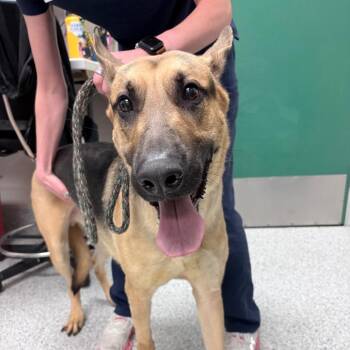 Rex -  Dutch Shepherd Dog for Adoption in Reno, Nevada - Rex | PetCurious