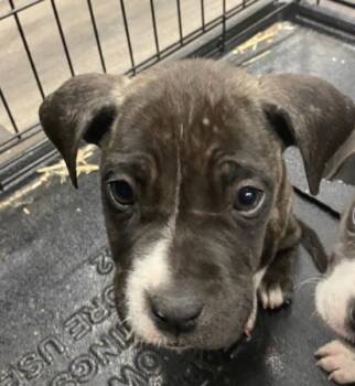 Rescue Pit Bull Terrier Dogs for Adoption in Victorville, California - STRAY 4087 HOLD UNTIL 12/1/2025 (1003) *FOSTER OR RESCUE* | PetCurious