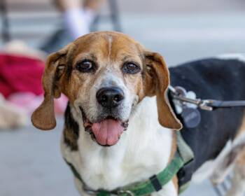 Rye Bagel -  Beagle and Mixed Breed Dog for Adoption in Costa Mesa, California - Rye Bagel | PetCurious
