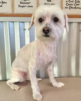 Maltese and Poodle Dogs Available for Adoption in Novato, California - Snowy | PetCurious