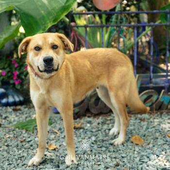 Andrea -  Retriever Dog for Adoption in Wake Forest, North Carolina - Andrea | PetCurious