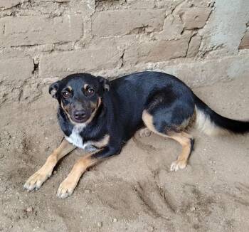 Chispita -  Beauceron and Miniature Pinscher Dog for Adoption in Ramona, California - Chispita | PetCurious