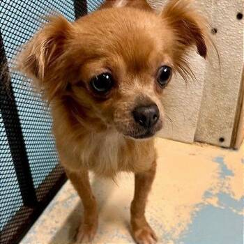 Mags -  Chihuahua Dog for Adoption in Poplar Bluff, Missouri - Mags | PetCurious