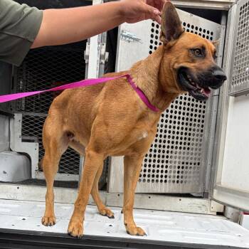 Shepherd Dogs Available for Adoption in Edinburg, Texas - Oola | PetCurious