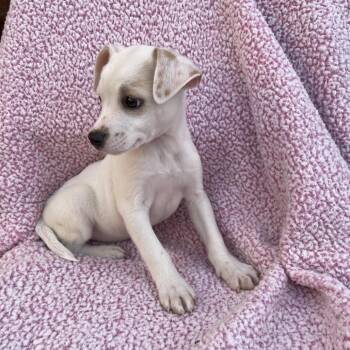 Jack Russell Terrier Dogs Available for Adoption - Jewel | PetCurious