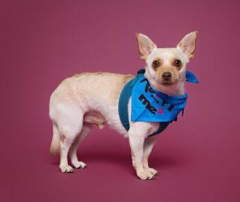 Sheamus -  Chihuahua Dog for Adoption in Rosenberg, Texas - Sheamus | PetCurious