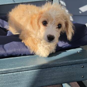 Jaylynn -  Poodle Dog for Adoption in Torrance, California - Jaylynn | PetCurious