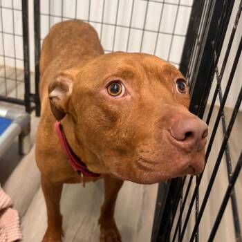 You Didnt Know/BOSSIE -  Pit Bull Terrier Dog for Adoption in St. Louis, Missouri - You Didnt Know/BOSSIE | PetCurious