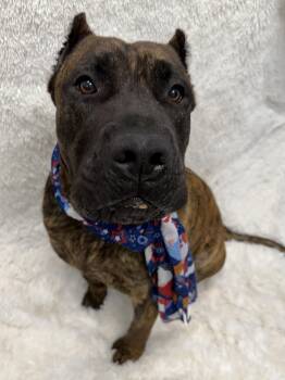 Drax tag 802 -  Presa Canario Dog for Adoption in Central Islip, New York - Drax Tag 802 | PetCurious