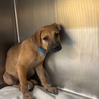 CJ -  Mixed Breed Dog for Adoption in Memphis, Tennessee - CJ | PetCurious