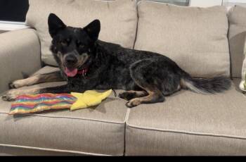 Max -  Australian Cattle Dog Blue Heeler Dog for Adoption in Detroit, Michigan - Max | PetCurious