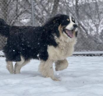 Maisy -  Australian Shepherd and Bernese Mountain Dog Dog for Adoption in Viroqua, Wisconsin - Maisy | PetCurious